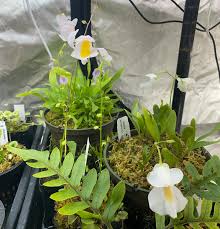 Image result for Utricularia sp.no.1