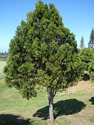 Image result for Afrocarpus falcatus