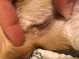 My Dog Has A White Discharge Coming Out Of Her Anus She Had Her Anal Glands Expressed Last Week Because That S What I Originally Petcoach