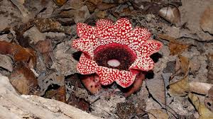 Image result for Balanophoraceae