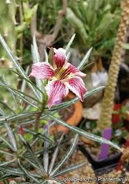 Image result for Ctenium somalense