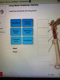 Some bones in the fingers are classified as long bones, even though they are short in length. Solved Pter 6 Bone Cartilage Homework Long Bone Anato Chegg Com