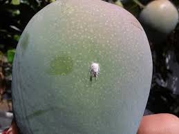 I wish there had been another way. Help White Bugs Insects On Mango Tree