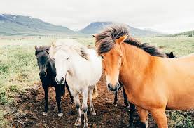 نتیجه جستجوی لغت [icelandic] در گوگل