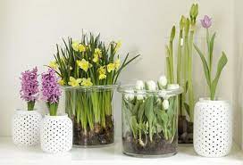 Fortunately, you can still reap the benefits of gardening by choosing flowers that are perfect for small spaces. Easy Flowers To Grow Indoors A Useful Guide For Indoor Gardening