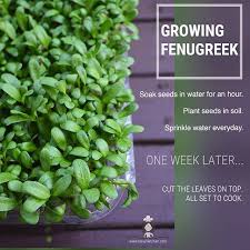 How to grow methi in kitchen garden. Laavy S Kitchen Laavyskitchen Instagram Photos And Videos