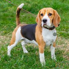 beagle