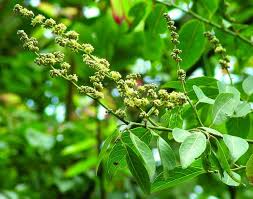 Image result for Ventilago