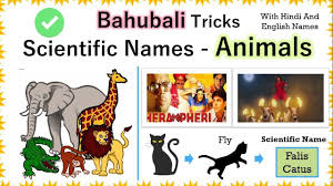 Pin On Gk Tricks Scientific Names