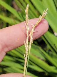 Image result for Elionurus tripsacoides