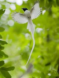 Black And White Birds In Pa Amazing Bird S In The World Rare Photo Collections Most Amazing Photos Beautiful Birds Birds Flying Birds Of Paradise