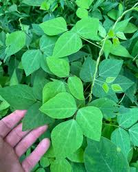 Image result for Amphicarpaea