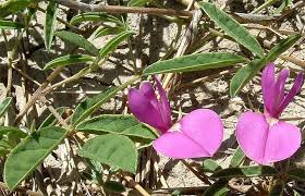 Image result for Galactia