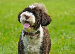 Breeders portuguese water dog, porties, good for allergies, dogs company. Cao De Agua Portugues Conheca Esta Raca De Caes E As Suas Carateristicas