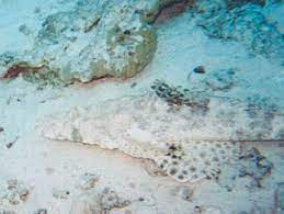 Teppich krokodilfisch (papilloculiceps longiceps) englisch: Teppich Krokodilfisch Papilloculiceps Longiceps