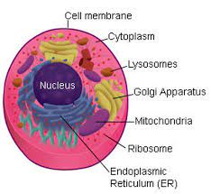 Maybe you would like to learn more about one of these? Plant And Animal Cell Diagram Plant And Animal Cells
