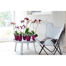 Elho 12 5cm Cherry Brussels Orchid High Pot Orchids Privacy Plants How To Make Terrariums