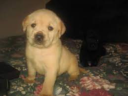 Maybe you would like to learn more about one of these? Akc Chocolate Lab Puppies For Sale In Rockingham North Carolina Classified Americanlisted Com