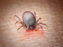 Les canadiens sont invités à prendre des mesures préventives pour réduire le risque. Maladie De Lyme 80 De Faux Diagnostic Sciences Et Avenir