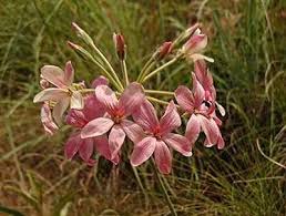 Image result for Pelargonium luridum