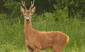 Paduri umede ( de conifere si foioase din zona temperata si padurile ecuatoriale) si paduri uscate ( in zona tropicala si. Animale Foioaselor PÄduri O Mare Diversitate De Specii