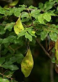 Image result for Pterocarpus lucens