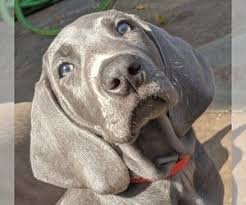 This breed originated in germany where it was used for hunting and is known as the gray ghost. the weimaraner is able to hunt game big and small. View Ad Weimaraner Litter Of Puppies For Sale Near Florida Jupiter Usa Adn 188172