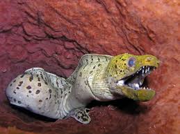 The giant moray eel is a predator. Moray Eel Teeth Weehingthong