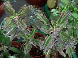 Kalanchoe X Houghtonii Mother Of Millions Hybrid Is An Erect Unbranching Perennial Monocarpic Plant Up To 30 Inches 75 Cm In 2020 Succulents Plants Little Garden
