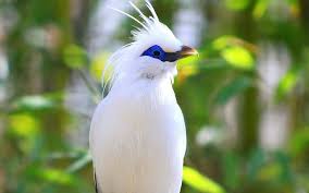 Yang penting, anda menyempatkan waktu bicara secara intens dengan burung tersebut. Wallpaper Burung Jalak Hd Unduh Gratis Wallpaperbetter