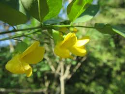 Image result for Calpurnia aurea