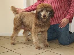 Dreamtime kennels is located high in the beautiful jemez mountains of northern new mexico. Red And White Parti Standard Poodles Standard Poodle Dames For Sale