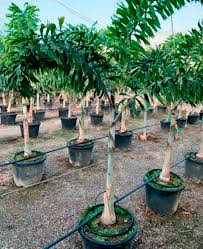 Image result for Wodyetia bifurcata