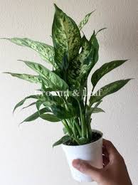 Dieffenbachia Compacta Dumbcane Dieffenbachia Compacta Live Etsy In 2020 Desk Plants Plants Office Plants