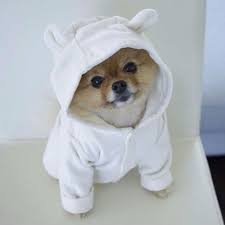 Enjoj Cute Baby Animals Baby Animals Cute Funny Animals