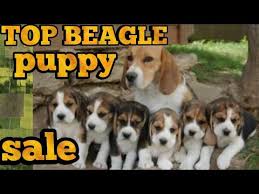 Check spelling or type a new query. Beagle Puppy For Sale Youtube