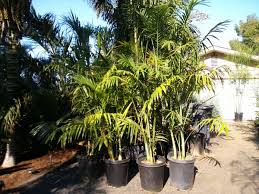 Image result for Chamaedorea radicalis