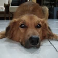 Marikina City Animal Shelter and No-Kill Ordinance