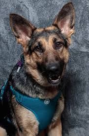 Maybe you would like to learn more about one of these? German Shepherd Rescue Angels Of Southern Maryland Facebook