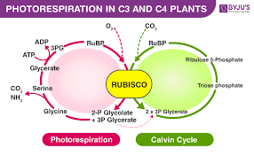 Adenosine triphosphate, also known as atp, contains stored energy. How Do Plants Produce Atp