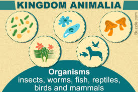 An Explanation Of The 5 Significant Kingdoms Of Living Things