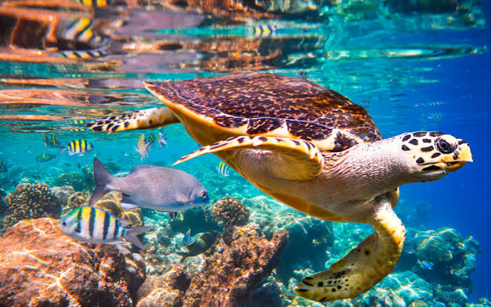 UN Report: Nature's Dangerous Decline 'Unprecedented'; Species Extinction  Rates 'Accelerating' - United Nations Sustainable Development