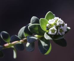 Image result for Corrigiola litoralis