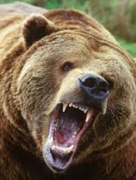 Grizzly Bear Lions Tigers And Bears Oh My Pinterest Bear Wallpaper Animal Wallpaper And Animal