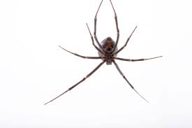 This is how the name witness spider was given. Black Widow Spiders National Geographic