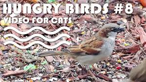 Birds For Cats To Watch Entertainment For Cats Birds Video For Cats To Watch Hungry Birds 8 More Videos For Cats Www Tvbini Com Cat Gif Kitty Games Bird Gif