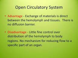 Internal Morphology Circulatory System