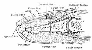 Image result for paronychium