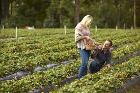 Strawberries and cherries are done in all areas except the far north. The Best Places For Fruit Picking Near Melbourne