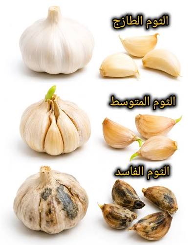 الثوم الطازج والمتوسط والفاسد... كيف تفرق بينها؟ 🟢 الثوم الطازج 1- فصوصه  صلبة ومتماسكة. 2- قشرته جافة وسليمة. 3- لونه أبيض أو عاجي فاتح. 4- لا توجد  بقع أو عفن. 5- رائحته
